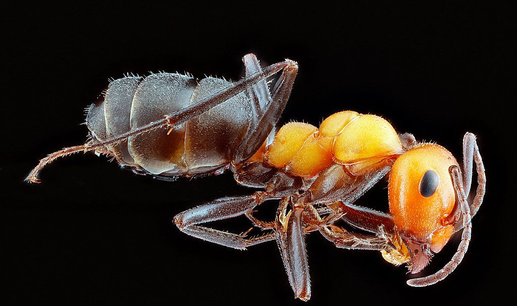 Ant Control service in Weston, FL