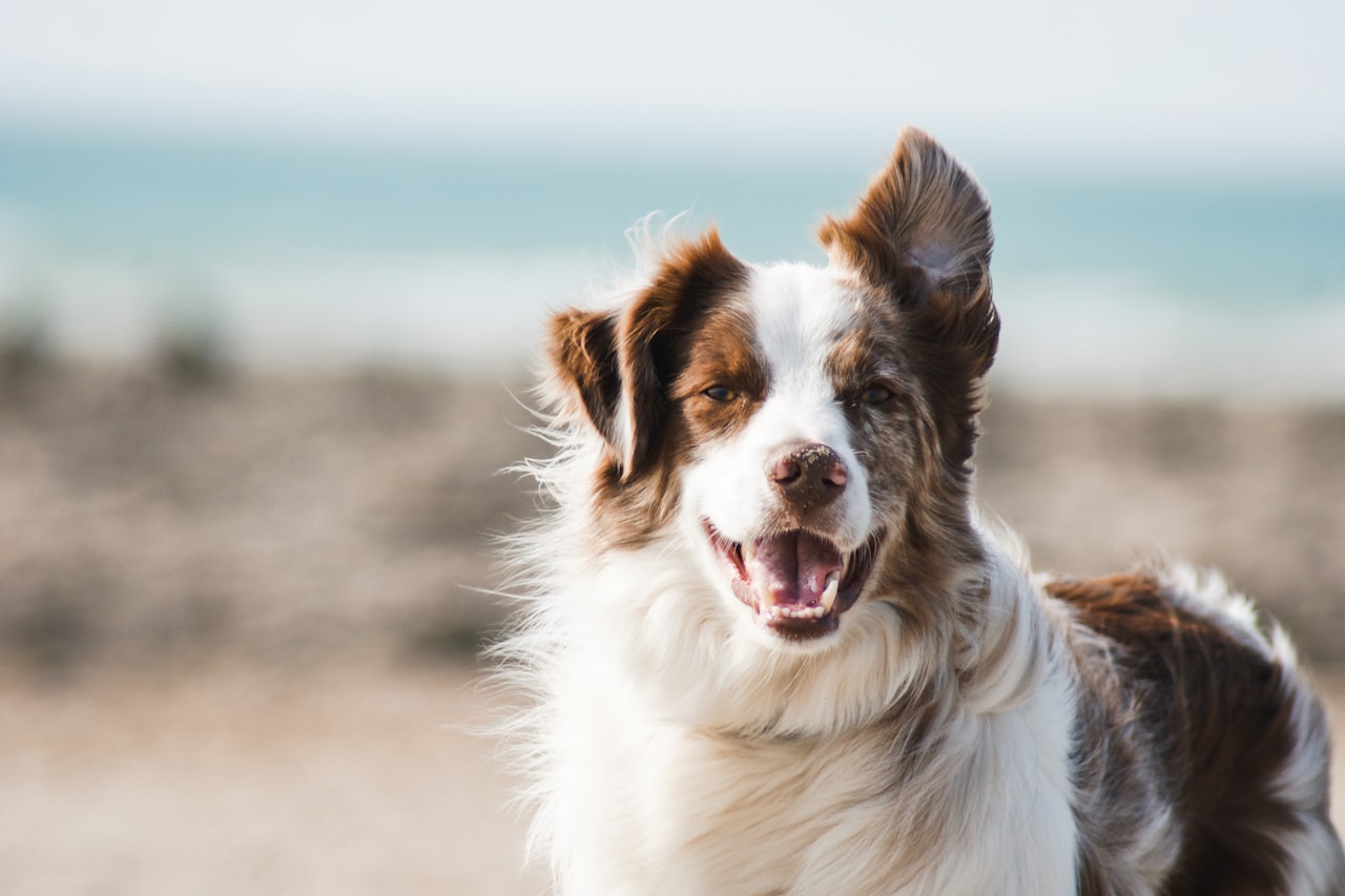 Flea & Tick Control service in Weston, FL