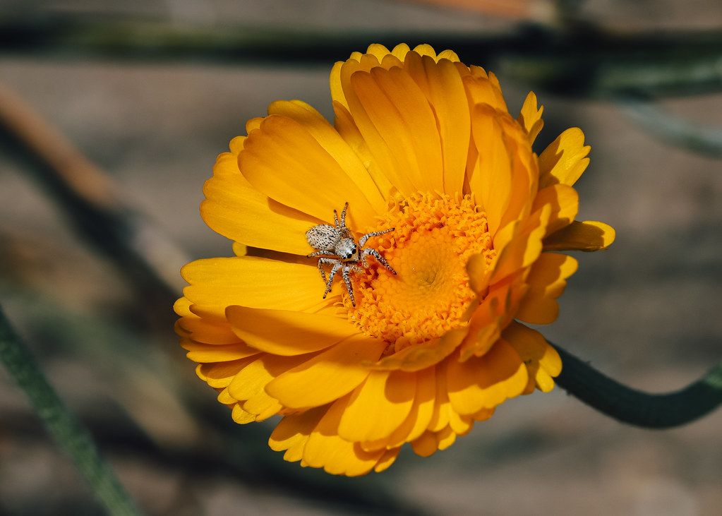 Spider Control service in Weston, FL